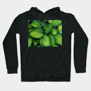 Hosta Hoodie